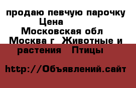 продаю певчую парочку › Цена ­ 5 000 - Московская обл., Москва г. Животные и растения » Птицы   